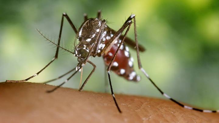 Arboviruses: What Clinicians Need to Know