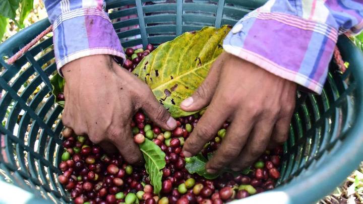 Cafetaleros prevén aumento del 25% en producción del ciclo 2025
