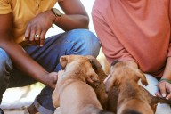 Husband Wants Puppy Instead of 3rd Baby Due to ‘Commitment’