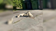 Three Tiny Dogs In California Won’t Leave Each Other As They Hope For Help