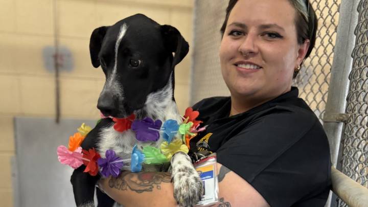 AAMW celebrates success of Clear the Shelters, Puppy Pool Party