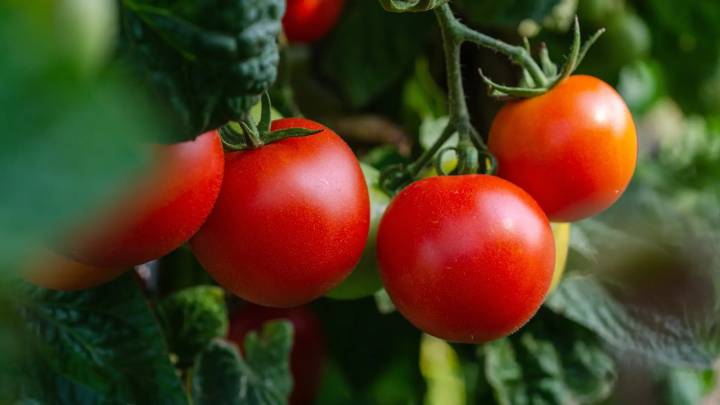 Esto es lo que debes saber para que tus plantas de tomate den una gran cosecha este verano