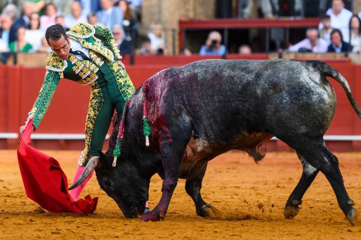 Pepe Moral, torero: el miedo al olvido envalentona el ánimo