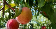 Peach growers say warmer winters are yielding smaller harvests