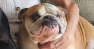Moment dog walker filmed carrying 'lifeless' body of pet before owner finds it dead