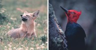 28 Breathtaking Images Of Wildlife By Jürgen Schulmeister