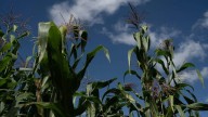 ¿Se hablan? Un estudio revela que las plantas de maíz se comunican para protegerse
