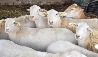 Apoyarán a Mujeres Productoras con Borregos Para que Puedan Repoblar sus Establos