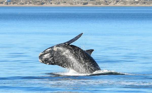Record de ballenas en Península con más de 2.000 ejemplares