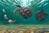 Tortuga fósil hallada en La Guajira y olvidada durante décadas en un museo en Suiza resultó ser una nueva especie