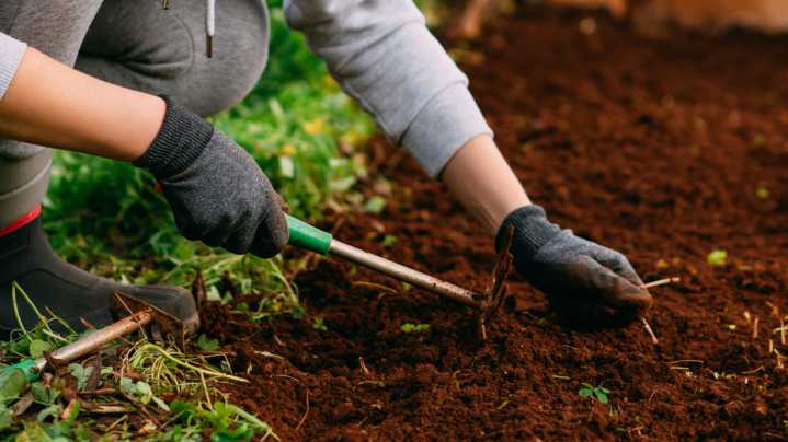 It's Not Too Late To Plant And Grow These Herbs In August