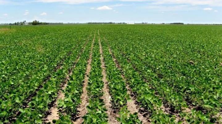 Biofortificación para la nutrición de los cultivos: “Es importante producir alimentos con un valor agregado”