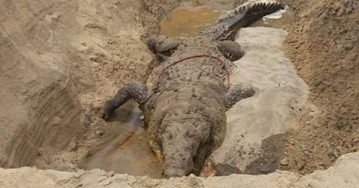 Profepa investiga y denuncia muerte del cocodrilo ‘Tío Lucho’; ¿negligencia?