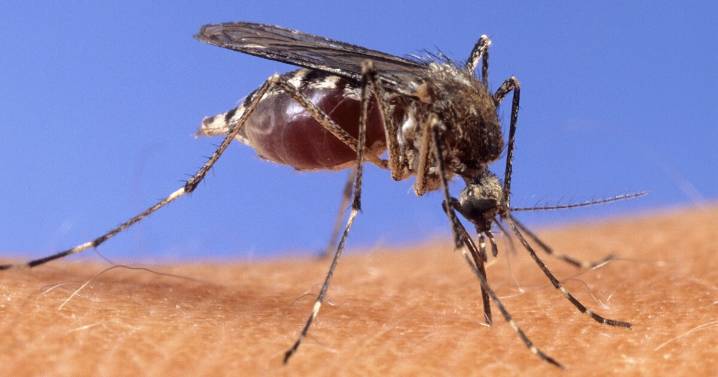 West Nile Virus detected in mosquitoes in Tippecanoe County