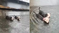 Louisiana Rescuers Rush To Save Two Pit Bulls Found Trapped In Canal