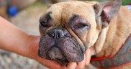 'I'm a vet and if you're pet is stung by a wasp you must do this immediately'