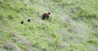 Glacier National Park hiker injured by bear defending cubs
