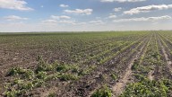 Peligra un millón de hectáreas por falta de apoyo en Tamaulipas