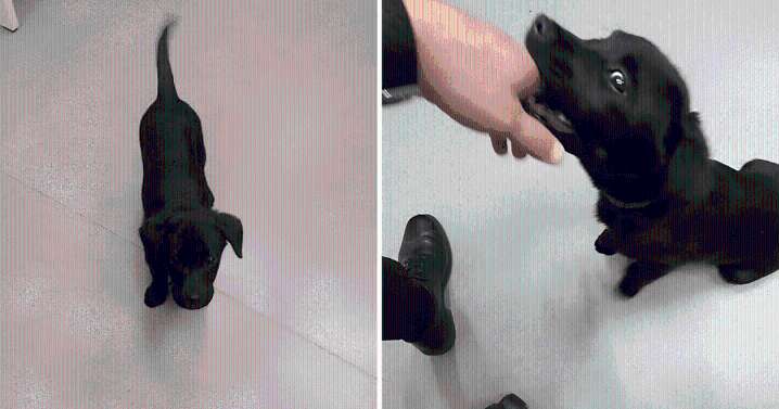 Hombre abandona a su perro en el aeropuerto porque no dejaron subirlo al avión y es arrestado por maltrato en Brasil