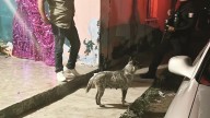 Apuñalamiento en Monclova: detenido por violencia de género