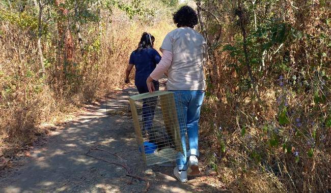 Profepa libera a 24 reptiles y tlacuaches que fueron rescatados en Morelos
