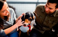 Congreso mexicano aprobó custodia compartida de mascotas en casos de divorcio
