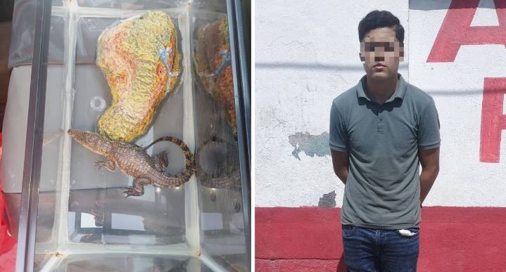 Detienen a sujeto por venta ilegal de especie protegida