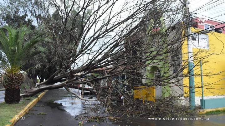 Tormenta en Irapuato: Caen árboles, uno de ellos sobre el templo de San Isidro Labrador