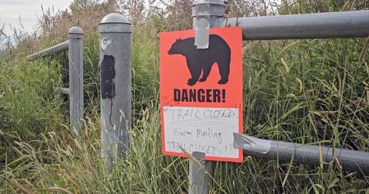 Anchorage trails closed due to increased bear activity near salmon creeks