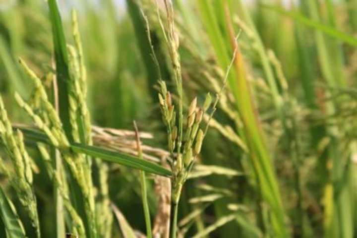 Producción de arroz y maíz se incrementan en más de 70% con políticas agrícolas