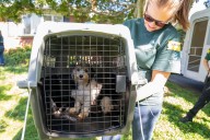 Over 100 dogs rescued from alleged neglect at home in Havre de Grace