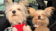 Show us your cute pups for International Dog Day