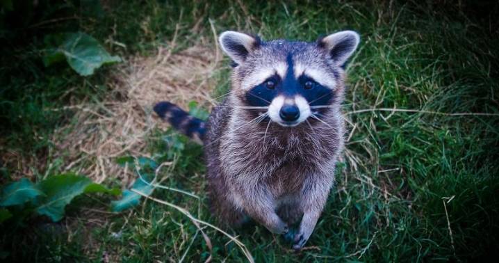 Un mapache dio positivo a rabia y expuso a dos perros y tres residentes en Barrington