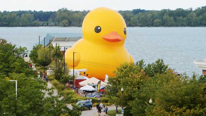 Giant rubber duck returns for 2025 Tall Ships festival
