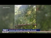 Iguana rescued from power lines after being spotted by neighbors in Plainview, New York