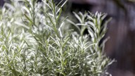 How To Easily Propagate Rosemary To Fill Your Garden With More Free, Fresh Herbs