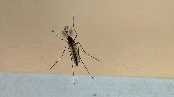 Guanajuato registra más de 260 casos de dengue en 2025: SSG