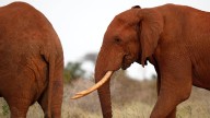 Kenyan farmers use bees and sesame to keep away marauding elephants