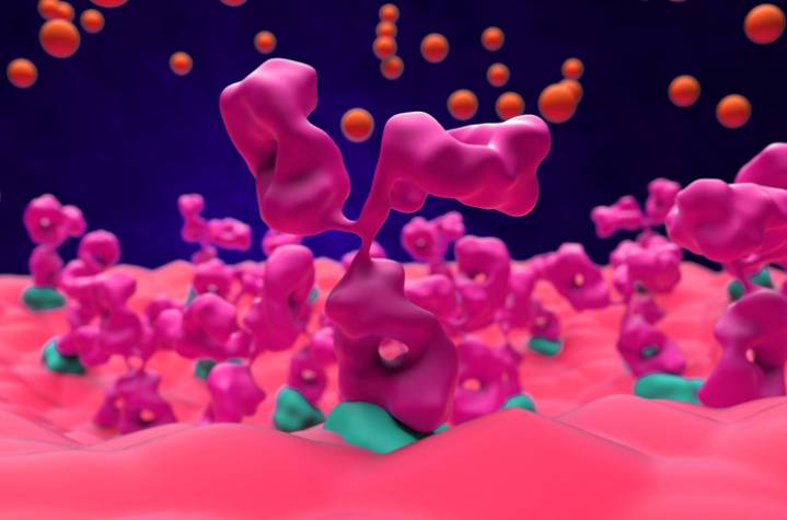 Regeneron’s siRNA Therapy to Myasthenia Gravis Delivers in Phase III Trial