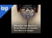These life-saving horseshoe crabs are in danger