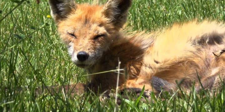 CVHD confirms rabies positive dead fox in Campbell County; warns residents to report dogs
