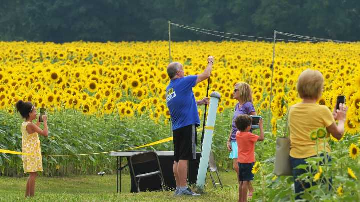 The sunflower town: Girard has a new attraction for summer visitors