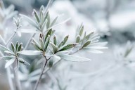 First Frost Of The Season Arrives In New York in August