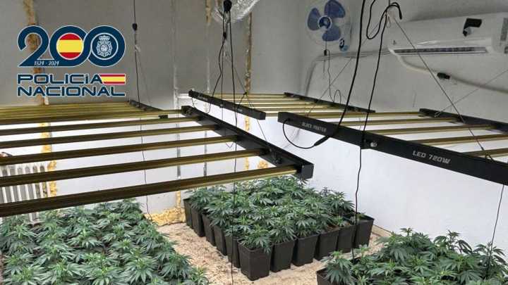 Balance de operaciones contra la marihuana: 26 detenidos y más de 3.000 plantas intervenidas