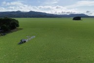 El Salvador: una planta acuática se “alimenta” de contaminación