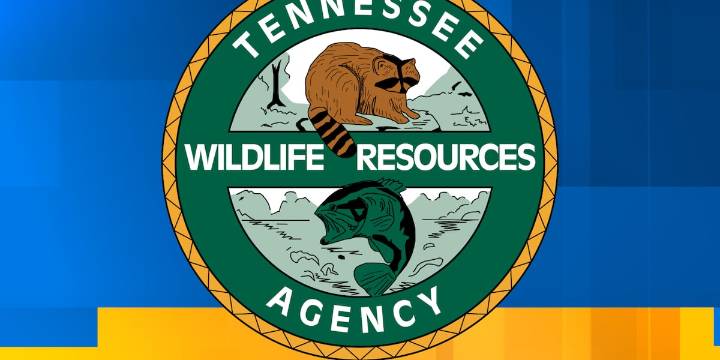 Black bear shot after entering Sevierville home, TWRA says