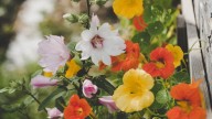 Bonita y útil: la planta que florece en tu jardín y que esconde un secreto que te va a sorprender