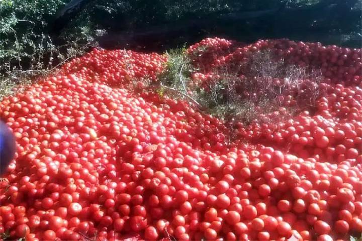 Productores correntinos tiran la producción de tomates porque no cubren los costos