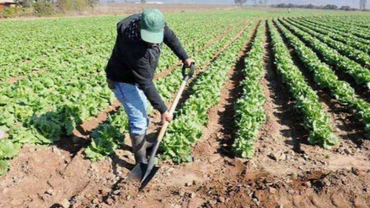 Muere en una finca de Albacete una temporera de Jumilla de 40 años