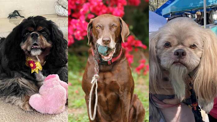 🐶National Dog Day: Show off your precious pups on SnapJAX